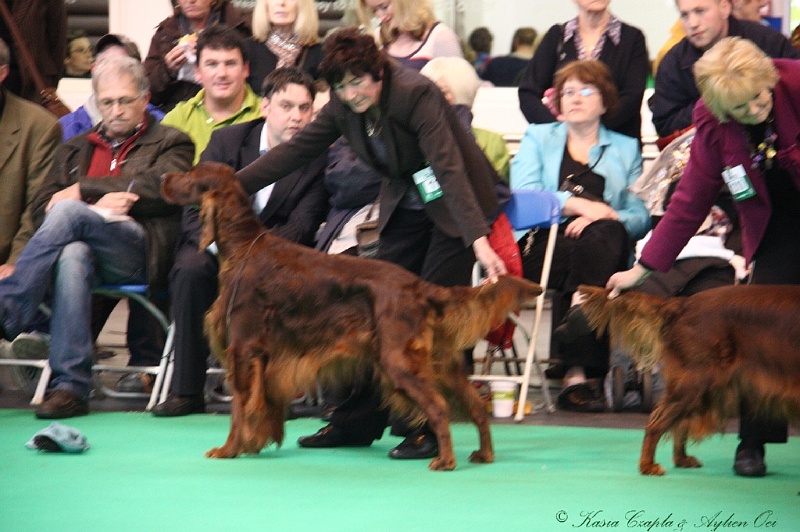 Crufts2011 695.jpg